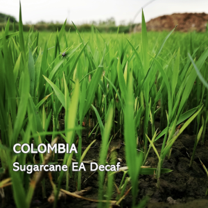 Colombia San Antonio Sugarcane Decaf washed 500g