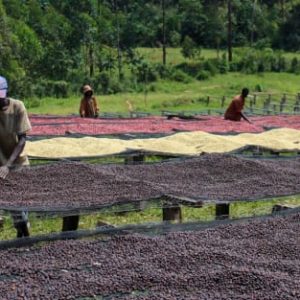 Burundi Masha Kayazana Honey Process Microlot 500g